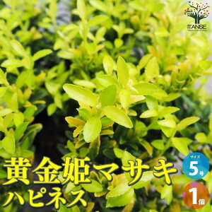 yzP}TL nslX ԕc 5|bg 1 Ԗؕc Ԗ؂̕c P}TL P}TL Euonymus japonicus Happiness CIj}X  [