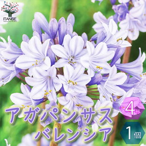 yzAKpTX oVA ԕc 4|bg 1 ԕc Ԃ̕c  Nq TLNV Agapanthus  [
