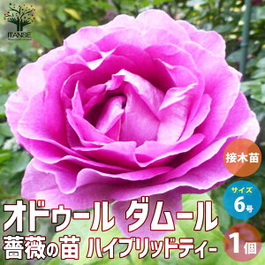 yzKNc IhD[ _[ ږ ԕc 6 1 oc o̕c KNc KN̕c ԕc Ԃ̕c ΂ [Y Rosa ͔| rosegarden  [