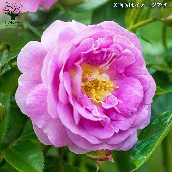 楽天市場】【送料無料】薔薇苗 アークティック・ブルー 接木【花苗 6号 