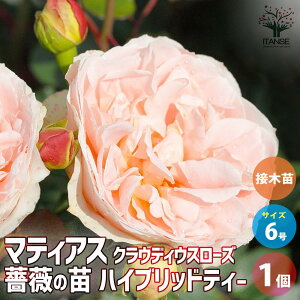 yzKNc }eBAX NEfBEX[Y ږ ԕc 6 1 oc o̕c KNc KN̕c ԕc Ԃ̕c ΂ [Y Rosa ͔| rosegarden  [