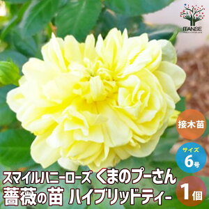 【送料無料】薔薇苗 スマイルハニーローズ くまのプーさん 接木 花苗 6号鉢 1個売り バラ苗 バラの苗 薔薇苗 薔薇の苗 花苗 花の苗 ばら ローズ Rosa 栽培 rosegarden 送料無料 即納