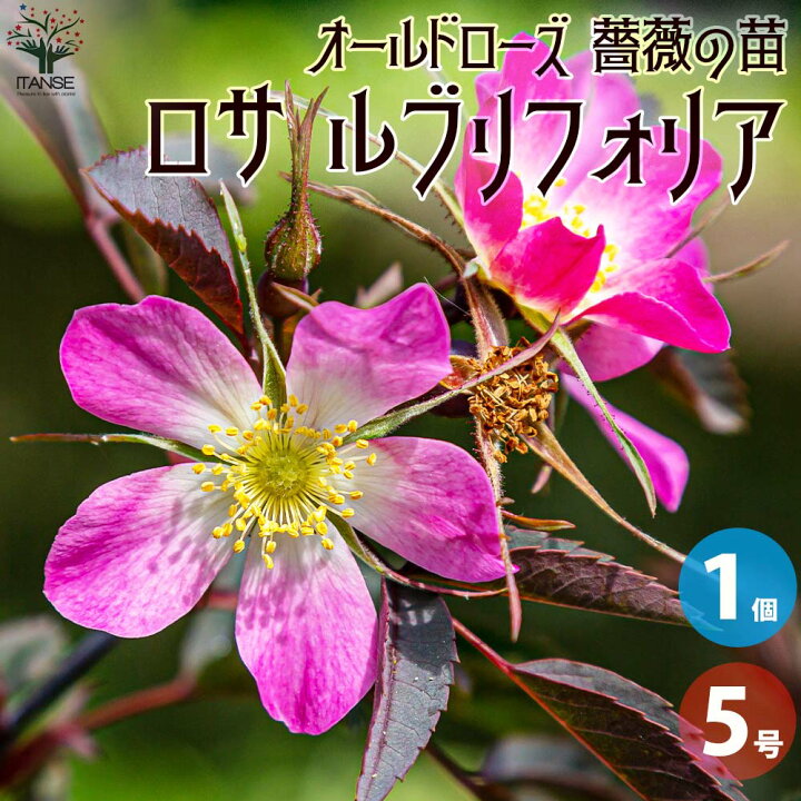 楽天市場】【送料無料】薔薇苗 オールドローズ・ロサ ルブリフォリア 