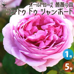 yzKNc I[h[Y RgD hD V{[h ԕc 5p 1 oc o̕c KNc KN̕c ԕc Ԃ̕c ΂ [Y Rosa ͔| rosegarden  [