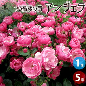 y}\N[|zzzlG炫KN AWF ԕc 5pVc 1  ԕc o KN ΂ KNc oc mCo  ږ Rosaceae Rosa [Y lG炫 KN 