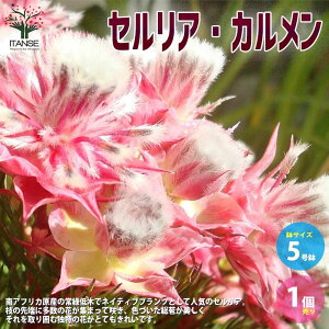 yzZA J ԕc 5 Ԗ؂̕c Ԗؕc ZA Proteaceae Serruria glomerata lCeBuvc  [