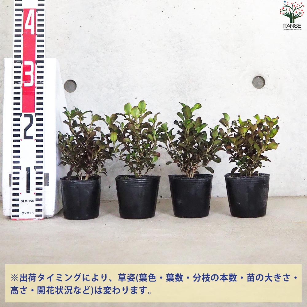 最大95％オフ！ コプロスマ 品種見計らい カラーリーフ オージープランツ シンボルツリー coprosma アンティーク 苗物 