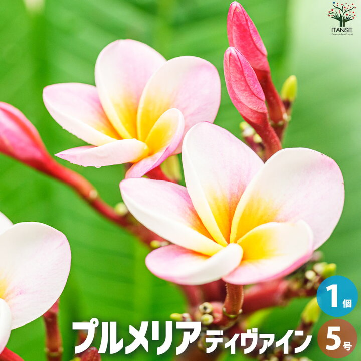 楽天市場】【送料無料】プルメリア苗木 品種：ディヴァイン【花苗 5号  