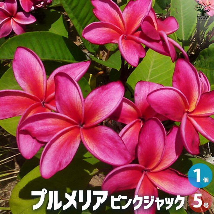 楽天市場】【送料無料】プルメリア苗木 品種：ピンクジャック 花苗 5号 