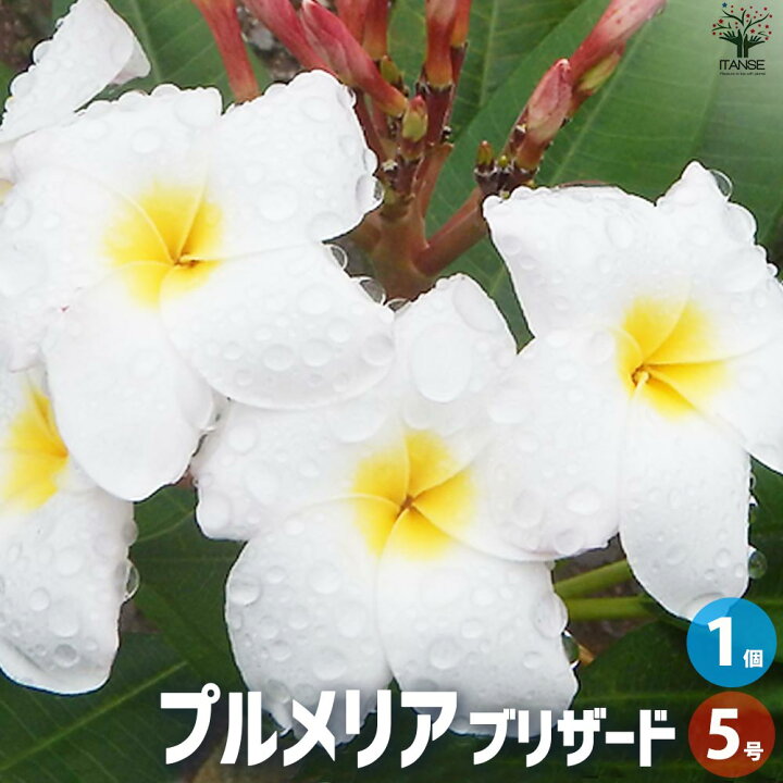 楽天市場】【P2倍☆マラソン中】ITANSE プルメリア苗木 品種 