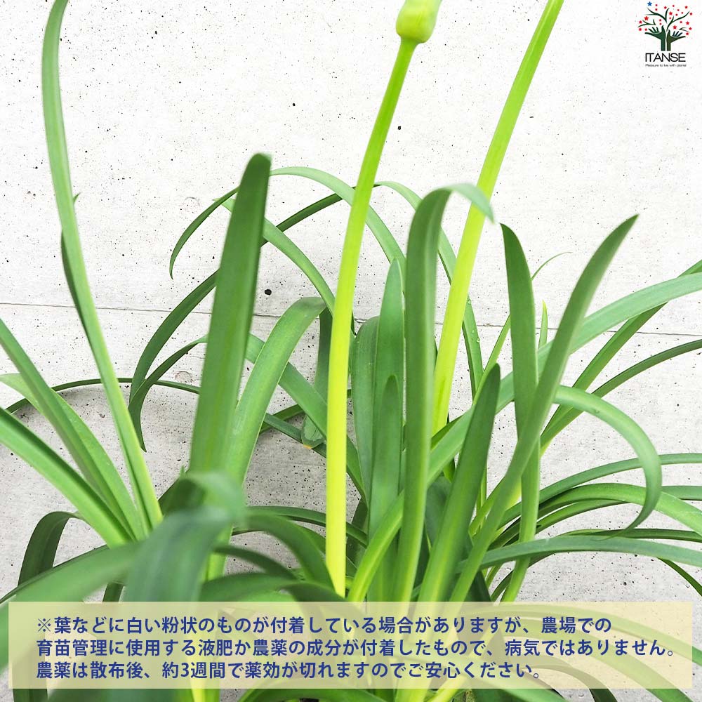 100％本物 アガパンサス 白花 花苗 Agapanthus 花の苗 紫君子蘭 ユリ ムラサキクンシラン 苗物