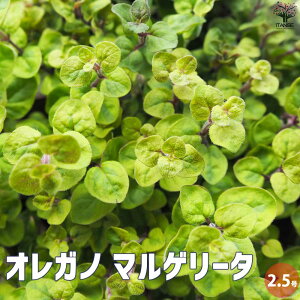 yzIKm}Q[^ ԕc 2.5|bg ԃIKm KN̕ۂǂ̂ŁA؂ԂhCt[ɂg܂  [