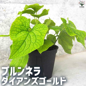 yzul _CAYS[h ԕc 5|bg K[fjO ӏ ͔| 뉀 ؉ Brunneramacrophylla   x_ ӏܗp  [