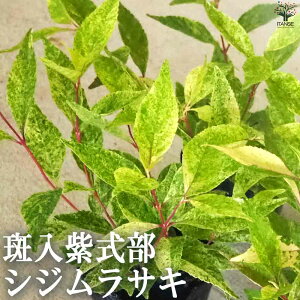 yz VWTL ԕc 3|bg X VWTL TLVLu Callicarpadichotoma K[fjO  [