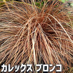 yzJbNX uR ԕc 9cm|bg J[[t ̕c  JcOT  [