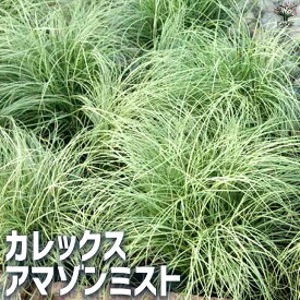 【送料無料】カレックス アマゾンミスト【花苗 9cmポット】カラーリーフ 草の苗 草 カヤツリグサ