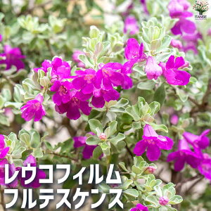 yzERtBteXPX ԕc 3.5|bg Ԗ؂̕c ԕc Ԃ̕c  c  [