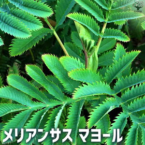 yzATX}[ ԕc 5|bg ԕc Ԃ̕c J[[t  [