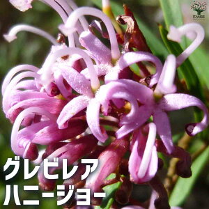 【送料無料】グレビレアハニージョー 花苗 5号鉢 グレビレアの苗木 ロブスタ ハゴロモノキ シノブノキ シルキーオーク 常緑高木 花木 送料無料 即納