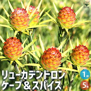 y}\N[|zzz[JfhP[vXpCX ԕc 5 t M[W }KV t[AWg  [