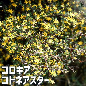 yzRLARglAX^[ ԕc 5 Ԗ Ԗؕc J[[t  K[fjO  [