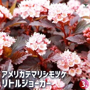 y}\N[|zzzAJe}gW[J[ ԕc 3|bg Ԗ Ԗؕc J[[t  K[fjO  [