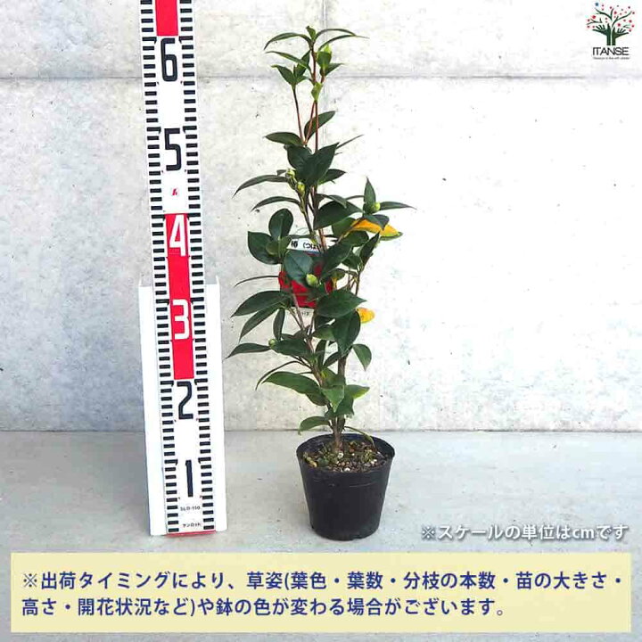 楽天市場】【ポイント5倍☆マラソン期間】椿(つばき)の苗木 品種：赤い 