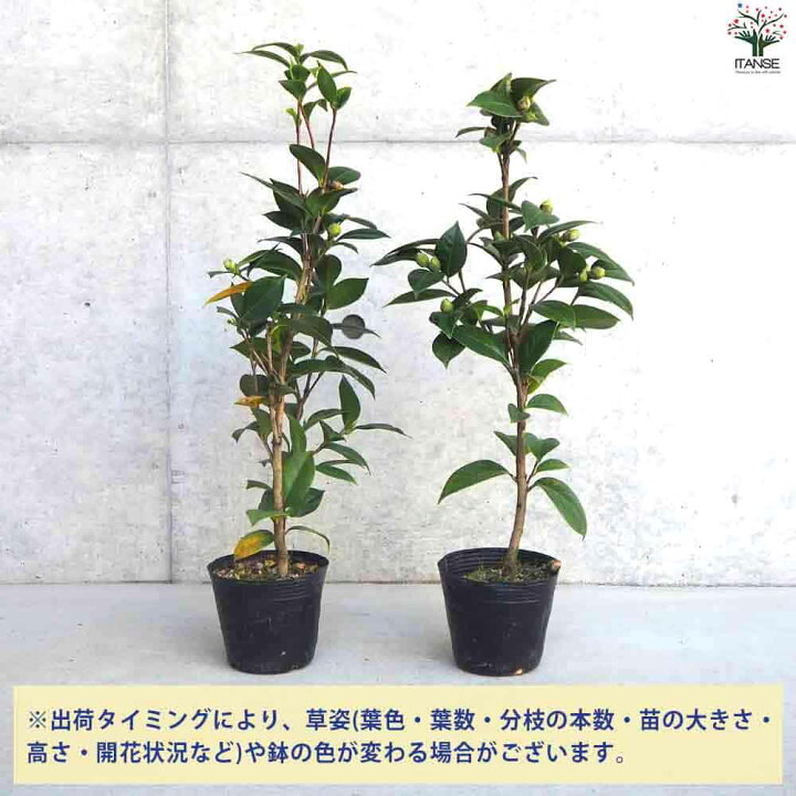 楽天市場】【ポイント5倍☆マラソン期間】椿(つばき)の苗木 品種：赤い 