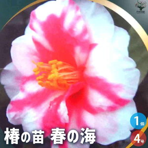 yz ( ΂ ) ̕c iFt̊C ԕc 4|bg 1 ӏ ͔| Mtg v[g 蕨   [