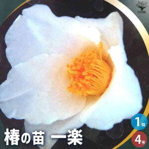 yz ( ΂ ) ̕c iFy ԕc 4|bg 1 ӏ ͔| Mtg v[g 蕨   [