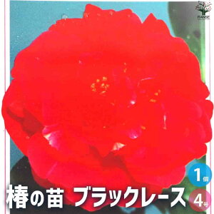 yz ( ΂ ) ̕c iFubN[X ԕc 4|bg 1 ӏ ͔| Mtg v[g 蕨   [