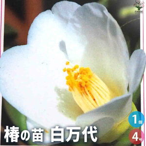 yz ( ΂ ) ̕c iF ԕc 4|bg 1 ӏ ͔| Mtg v[g 蕨   [