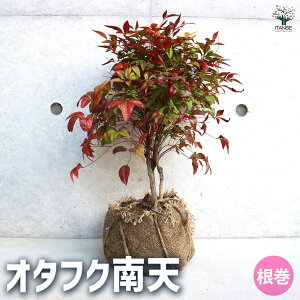 yzI^tNV Ԗؕc c Ԗ Ԗ؂̕c ԕc  IJie K[fjO  [