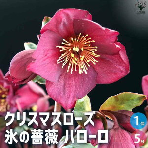 yzNX}X[Y XKN o[[ ԕc 5 1 NX}X[Yc L{EQ w{X Ԑ J[[t _ _  A Ԗ Ԓd  [