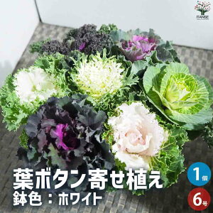 yzt{^ 񂹐A FFzCg ԕc 6 J[[t Ϗܗp Ԃ̕c ԕc K[fjO  [