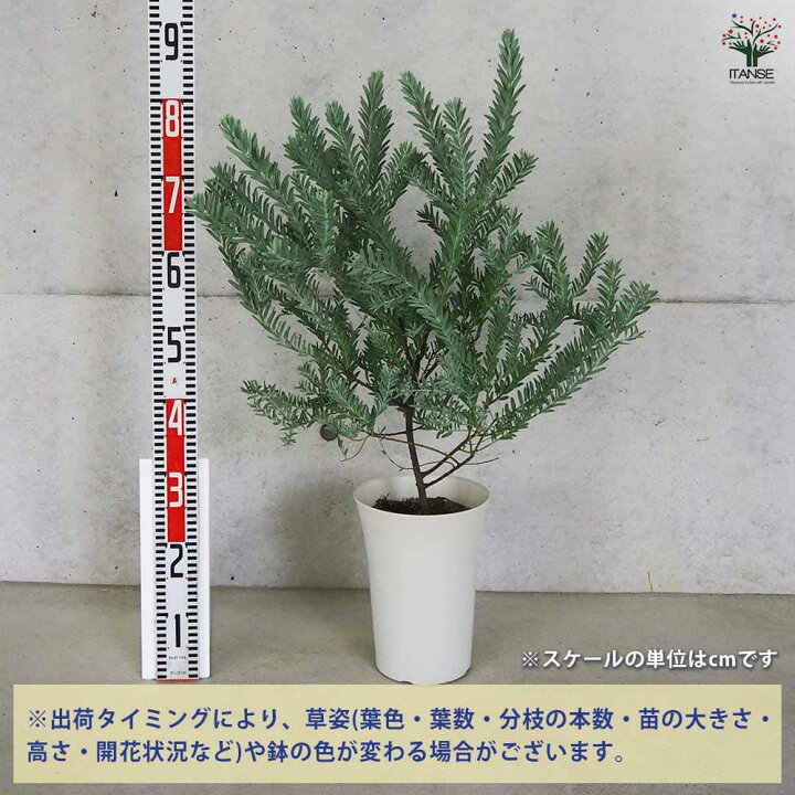 楽天市場】【送料無料】アカシア ブルーブッシュ【花木苗 8号鉢 