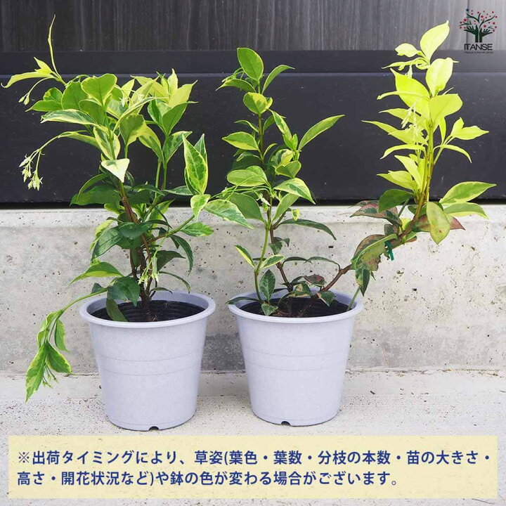 楽天市場】【送料無料】スタージャスミン 花木苗 4.5号鉢 1個売り 花苗 