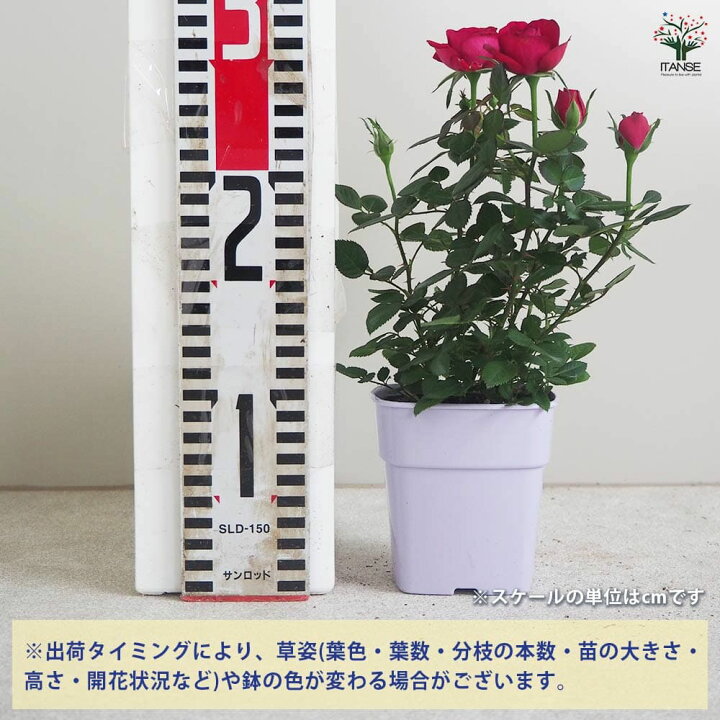 楽天市場】【送料無料】ミニ薔薇 ボルドー 【花苗 3.5号鉢】バラ苗 