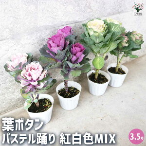 yzt{^ pXex gFMIX ԕc 3.5|bg n{^̕c tO t{^ t{^̕c Y  K[fjO Mtg v[g  [