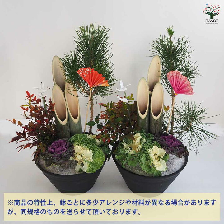 楽天市場】ITANSE 門松 ( かどまつ ) 紅白葉牡丹 正月飾り 8号浅鉢寄  