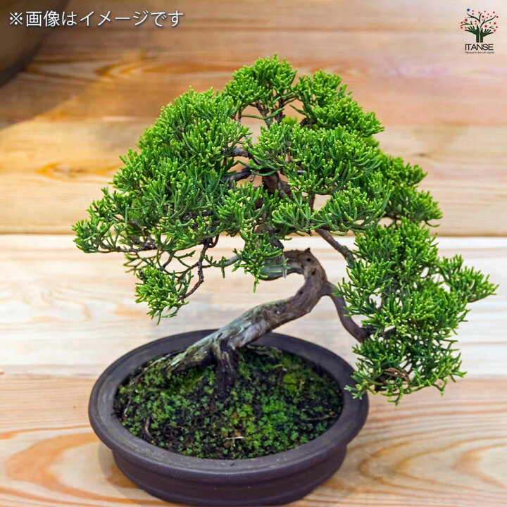 楽天市場】【送料無料】シンパク 【 盆栽 3号 】 真柏 盆栽 BONSAI