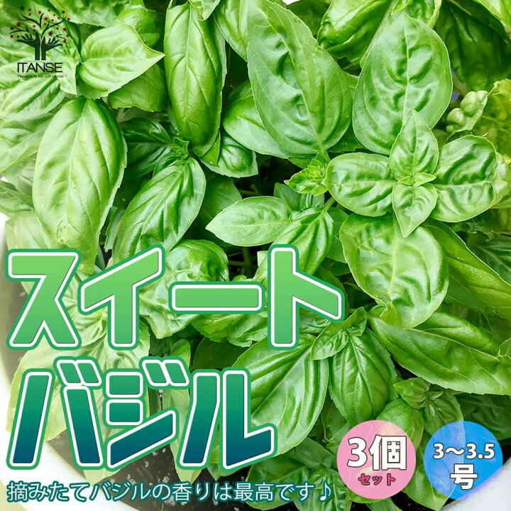 楽天市場 送料無料 即出荷 スイートバジル ハーブ苗 9 10 5cmポット 3個セット バジル苗 コンパニオンプランツ 寄せ植え ドライハーブ 農園 グランドカバー ベランダ 庭園 アロマテラピー ハーブティー 露地 料理 植物販売のｉｔａｎｓｅ楽天市場店