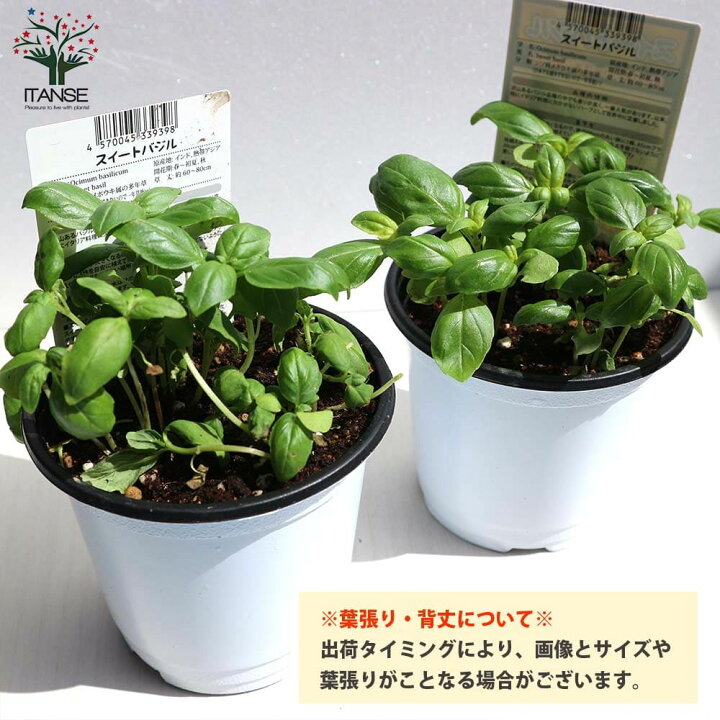 楽天市場 送料無料 即出荷 スイートバジル ハーブ苗 9 10 5cmポット 3個セット バジル苗 コンパニオンプランツ 寄せ植え ドライハーブ 農園 グランドカバー ベランダ 庭園 アロマテラピー ハーブティー 露地 料理 植物販売のｉｔａｎｓｅ楽天市場店