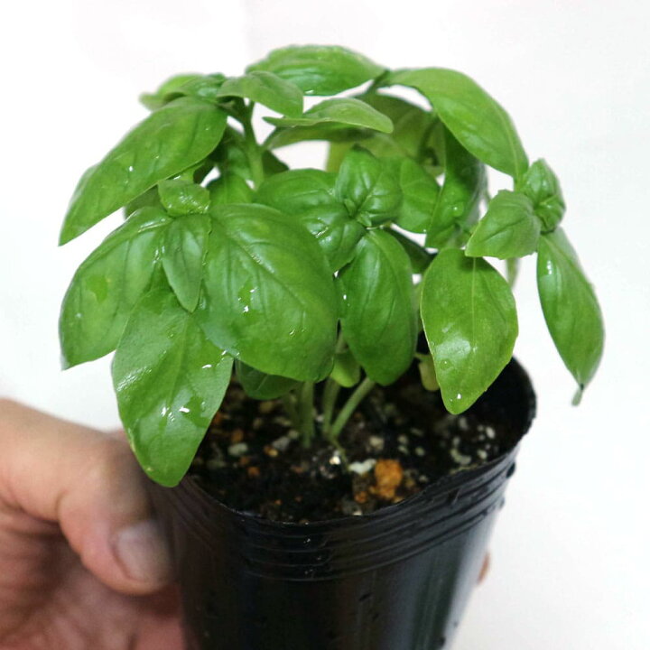 楽天市場 送料無料 ジェノベーゼスイートバジル ハーブ苗 9cmポット お買い得3個セット バジル苗 コンパニオンプランツ 寄せ植え ドライハーブ 農園 ベランダ 庭園 露地 料理 レシピ パスタ ピザ サラダ 植物販売のitanse楽天市場店 楽天市場 送料無料 ジェノベーゼスイートバジル ハーブ苗 9cmポット お買い得3個セット バジル苗 コンパニオンプランツ 寄せ植え ドライハーブ 農園 ベランダ 庭園 露地 料理 レシピ パスタ ピザ サラダ 植物販売のitanse楽天市場店