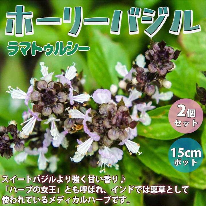 楽天市場 送料無料 ホーリーバジルの苗 ハーブの苗 15cmポット苗 お買い得2個セット 苗 Herb ハーブ ハーブ苗 ガーデニング スパイス 香辛料 香り Holy Basil バジル バジリコ 植物販売のｉｔａｎｓｅ楽天市場店