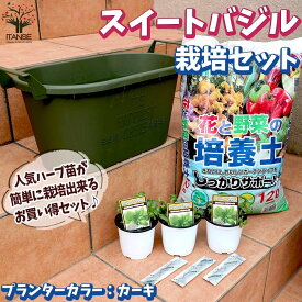 楽天市場 バジル 苗の通販 楽天市場 バジル 苗の通販