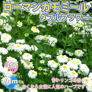 y}\ԁ|Cg5{z[}J~[ _ut[ n[uc 9cm|bg 3Zbg A OhJo[ x_ 뉀 Ntg herb Mtg  A}es[ |v n