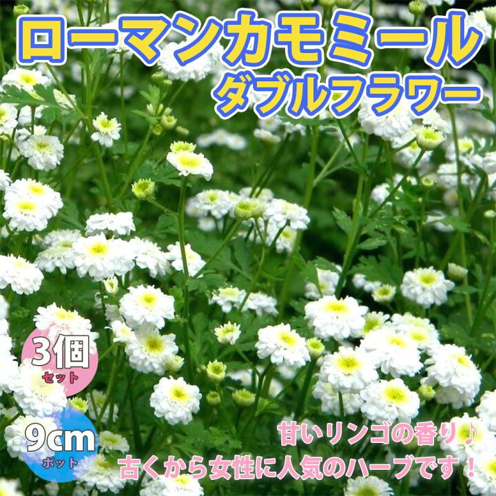 楽天市場 送料無料 ローマンカモミール ダブルフラワー ハーブ苗 9cmポット 3個セット 庭植え グランドカバー ベランダ 庭園 クラフト Herb ギフト 精油 アロマテラピー ポプリ ハーブティー 露地栽培 植物販売のｉｔａｎｓｅ楽天市場店