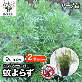 【送料無料】蚊よらず ( アルテメシア サザンウッド ) ハーブ苗 9cmポット アルテミシア ワームウッド 防虫 虫除け 多年草 コンパニオンプランツ 農園 グランドカバー ベランダ 寄せ植え 送料無料 即納