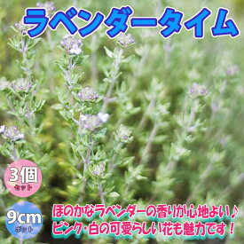 楽天市場 グランドカバー セット タイムの通販